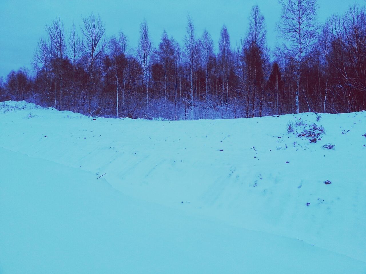 snow, winter, cold temperature, tree, bare tree, tranquility, tranquil scene, blue, landscape, nature, clear sky, season, scenics, beauty in nature, covering, field, white color, sky, branch, weather