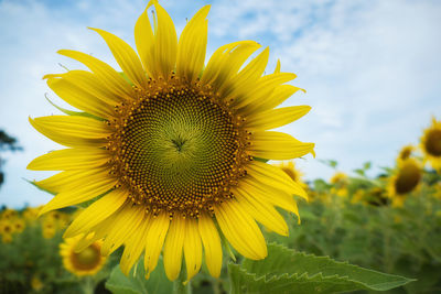 Close-up of fresh sunflower blooming on field against sky