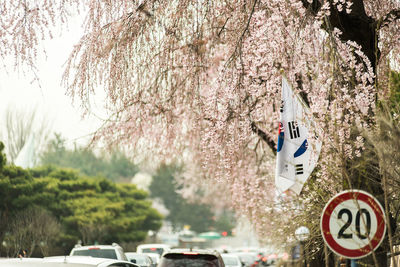 Close-up of cherryblossom