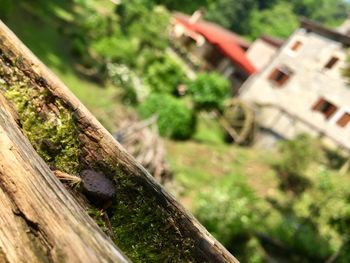 Close-up of lizard on tree