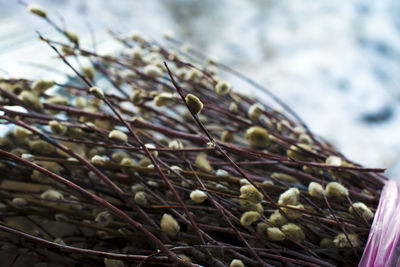 Close-up of plant against blurred background