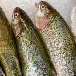 Close-up of fish for sale