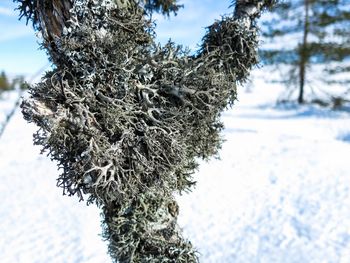 Close-up of snow covered tree