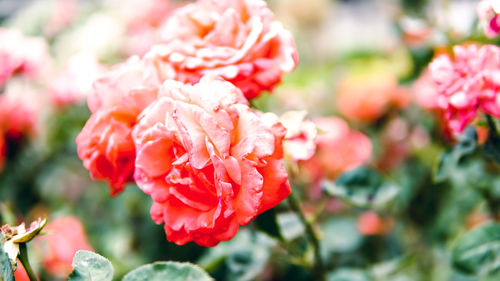 Close-up of red rose