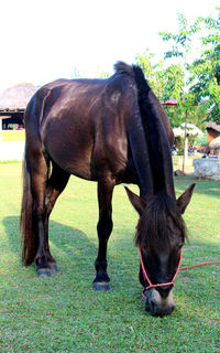 Horse grazing in a field