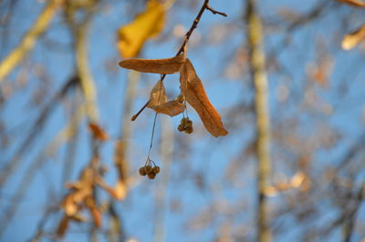 Close-up of leaves on tree