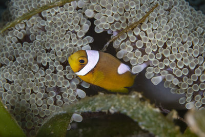 Close-up of fish swimming in sea