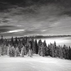 Trees on landscape against sky during winter