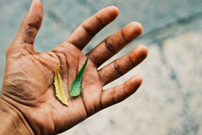 Close-up of hand holding insect