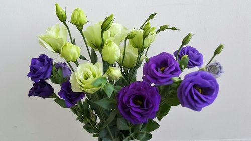 Close-up of purple flowers