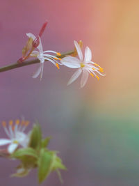Close-up of flowering plant