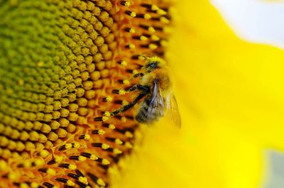 Close-up of honey bee on yellow flower