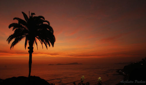 Silhouette of palm trees at sunset