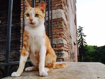 Portrait of cat sitting outdoors