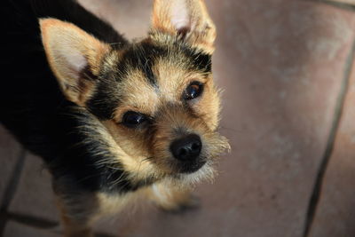 Portrait of a dog