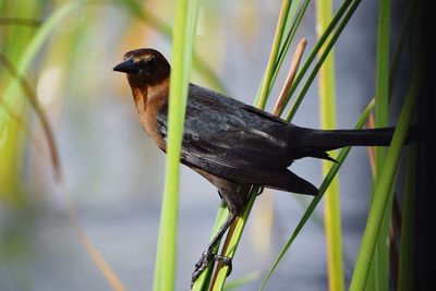 Close-up of a bird