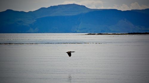 View of bird flying over lake