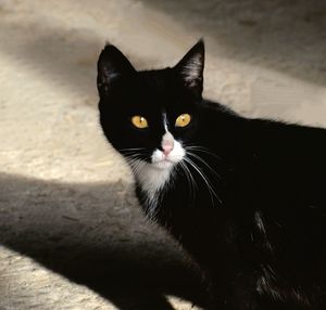 Portrait of black cat