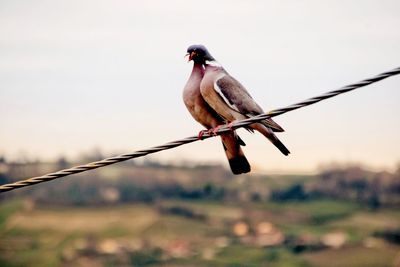 Close-up of bird perching on cable against sky