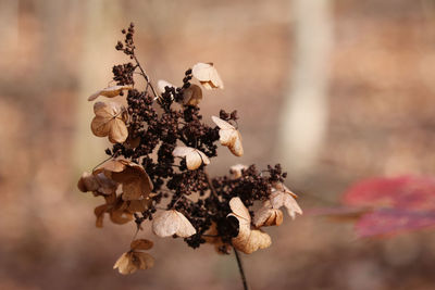 Close-up of wilted plant