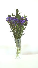 Close-up of purple flowers