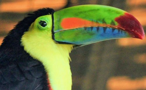 Close-up of a parrot