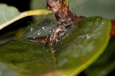 Close-up of spider on web