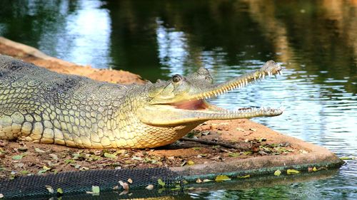 Close-up of crocodile in water