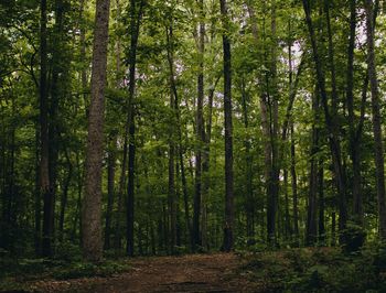 Walkway amidst trees in forest