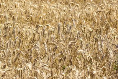 Full frame shot of wheat field