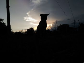 Silhouette dog against sky during sunset