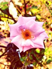 Macro shot of pink flower