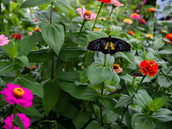 Close-up of butterfly on flowering plant in park