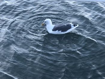High angle view of seagull swimming in lake