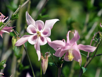 Close-up of pink flowering plant