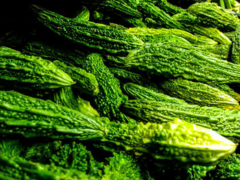 Full frame shot of fresh green plants