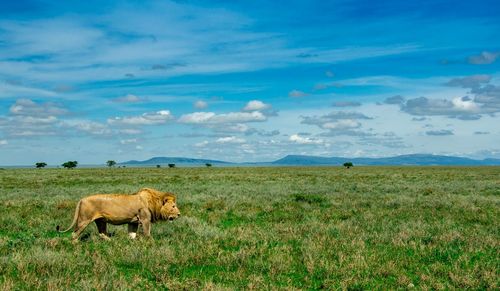 Scenic view of grassy field against cloudy sky