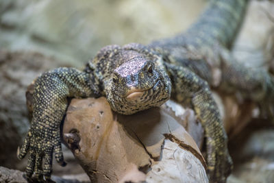 Close-up of lizard grinning on a tree truck 