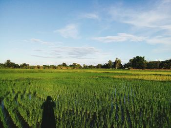 Shadow of person on agricultural field