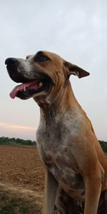 Close-up of a dog looking away