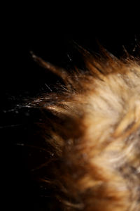 Close-up of cat against black background