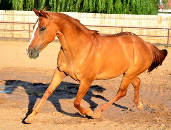 Full length of brown horse running at ranch