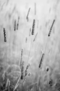Close-up of wheat plants on field