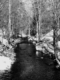 River amidst bare trees in forest