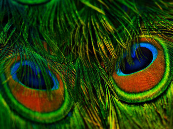 Full frame shot of peacock feathers