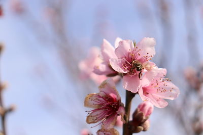 Close-up of pink cherry blossoms