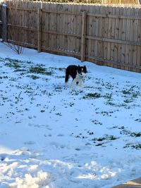 Dog on snow covered land