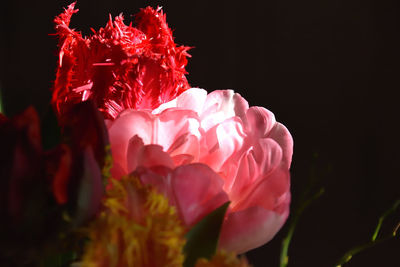 Close-up of pink rose flower against black background