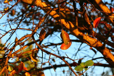 Low angle view of autumn leaves on tree