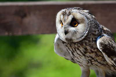 Close-up of owl perching outdoors